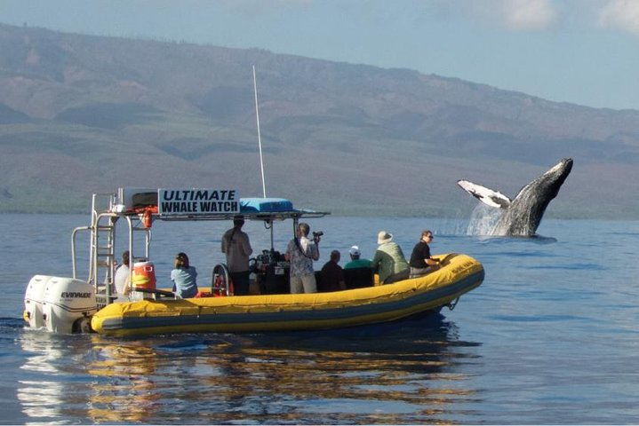 Ultimate Whale Watch from Lahaina - Photo 1 of 19